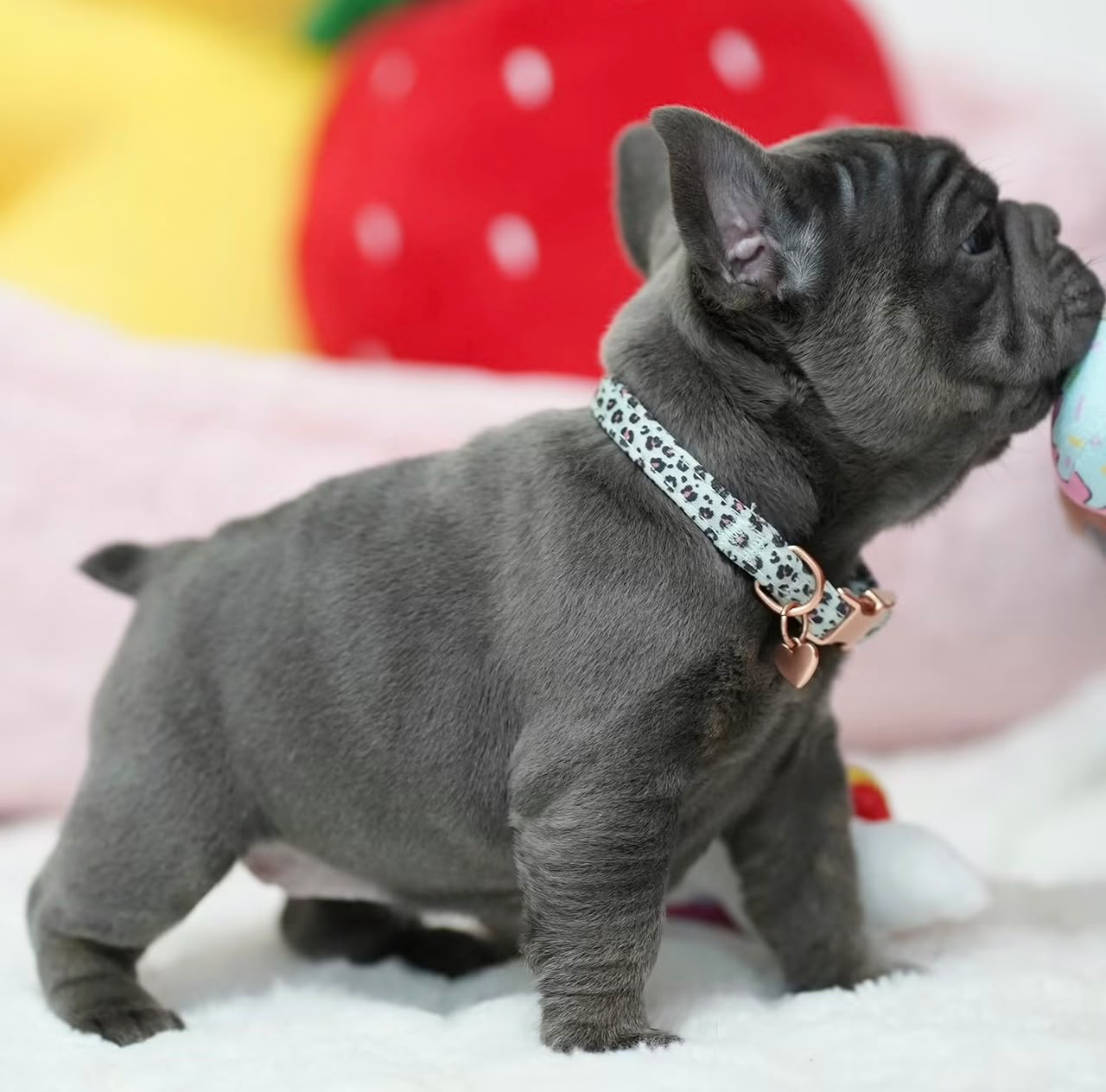 Amelia, Female French Bulldog puppy