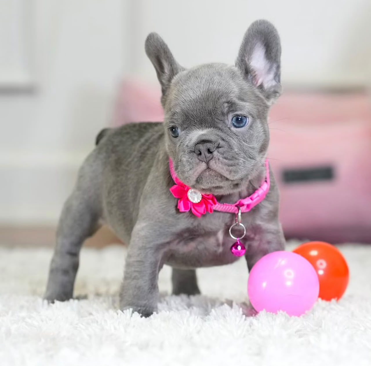 Athena, Female French Bulldog puppy