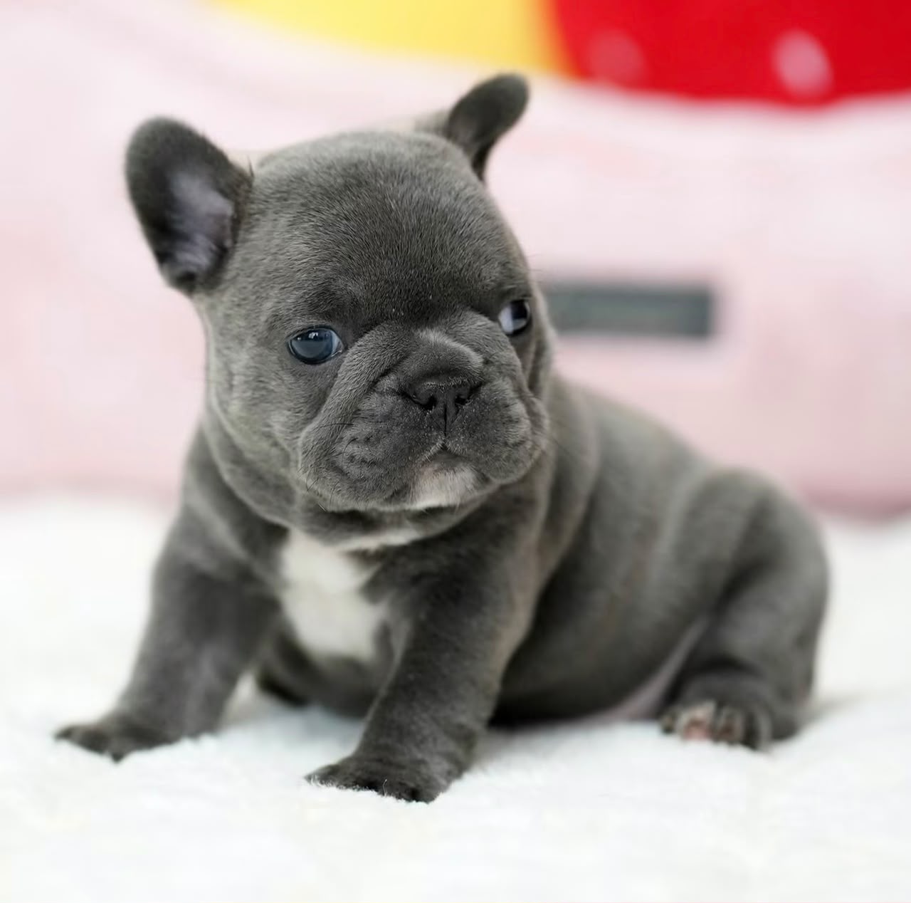 Charlie, Male French Bulldog puppy