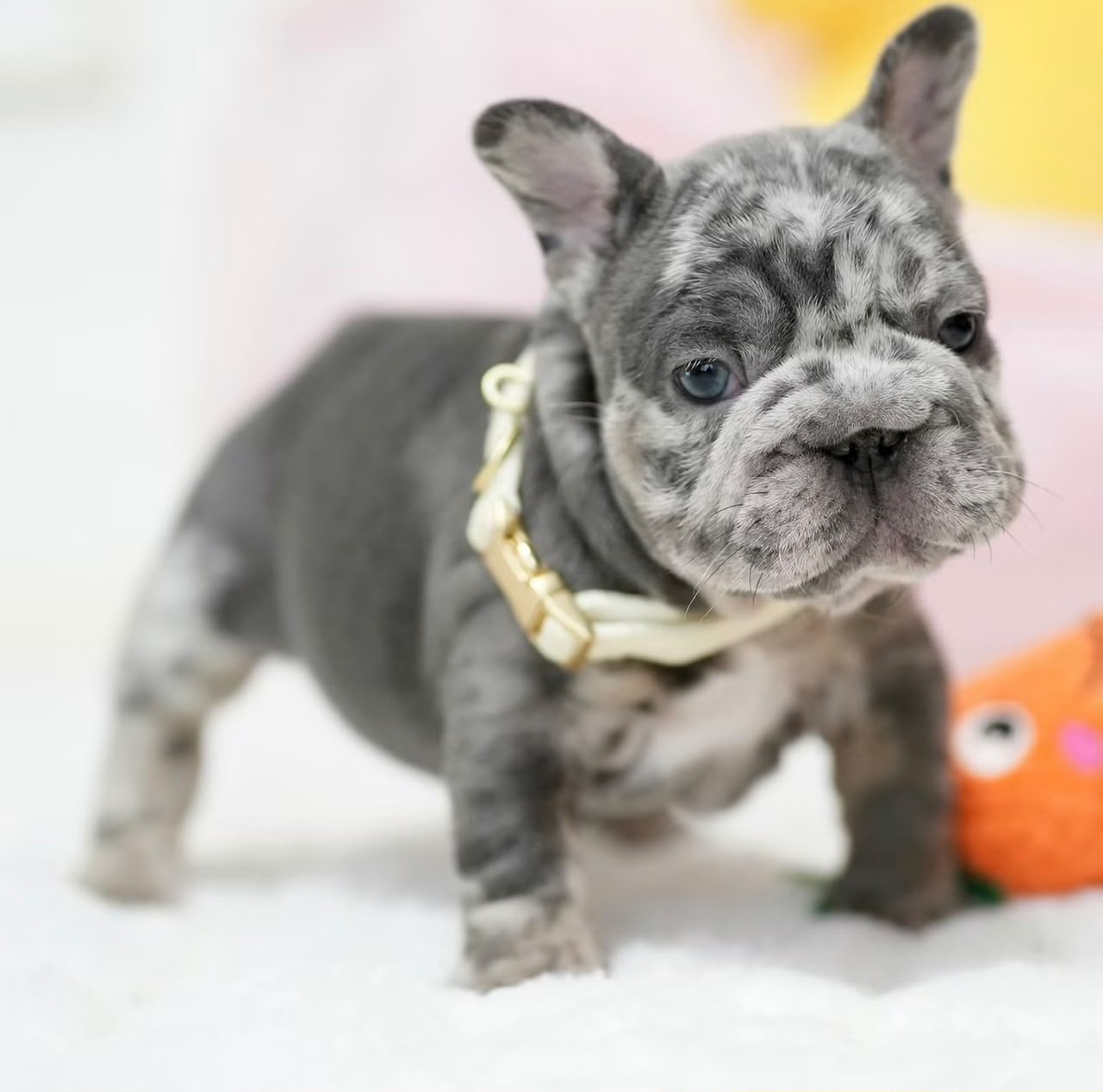 Clara, Female French Bulldog puppy