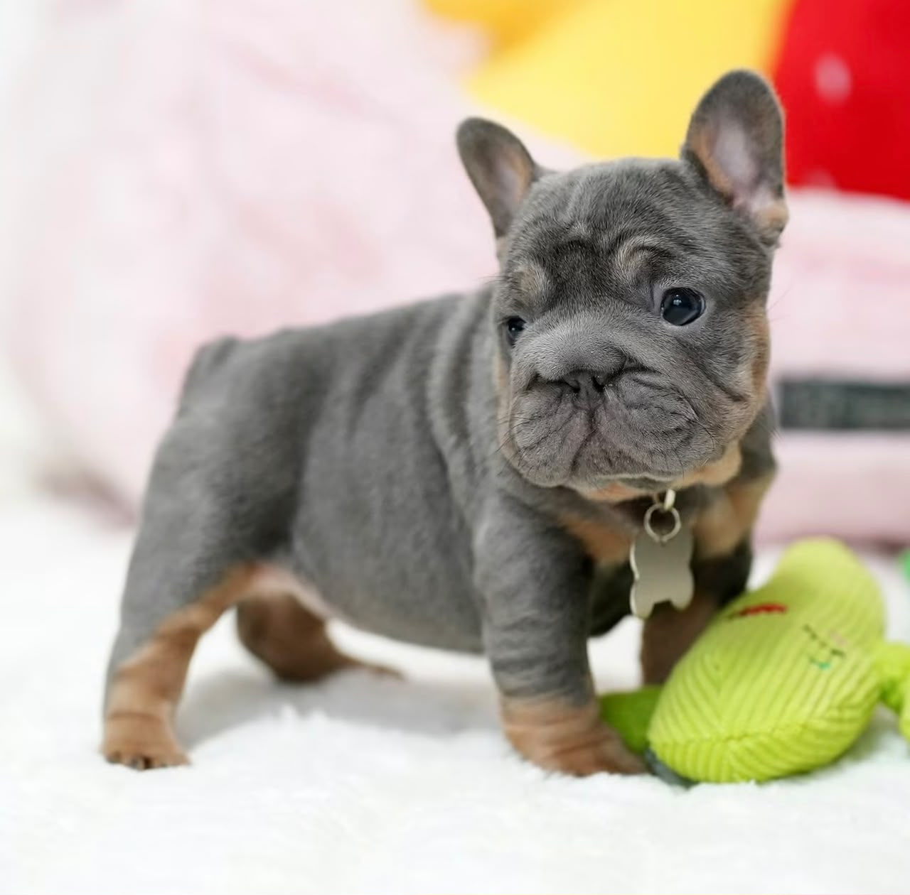 Holly, Female French Bulldog puppy