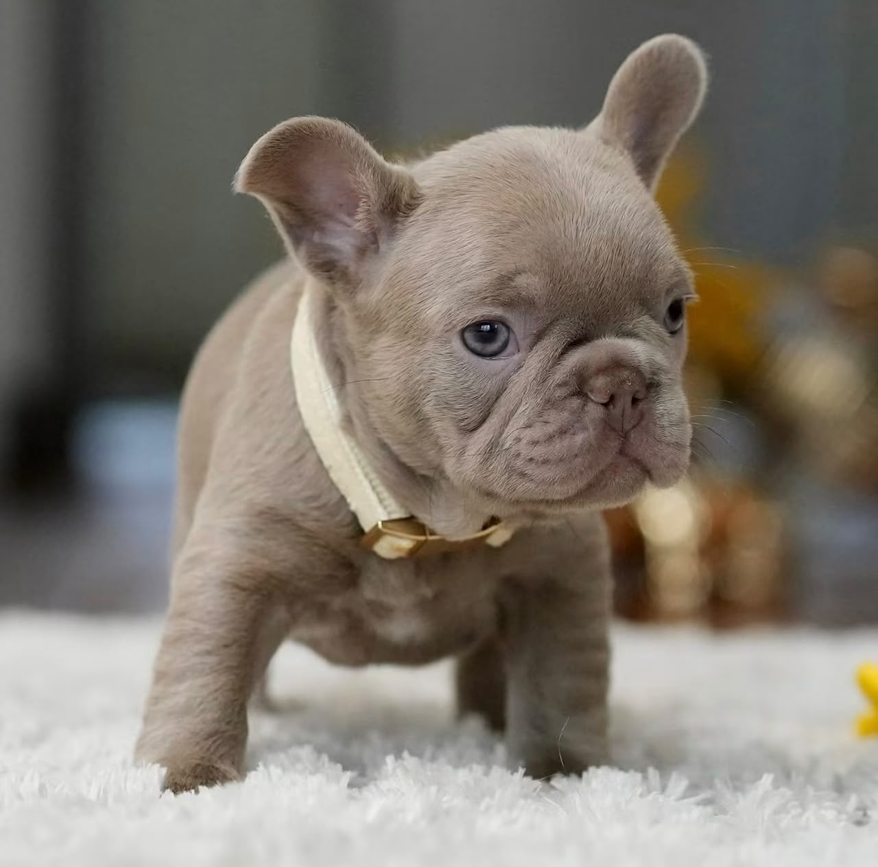 Isabella, Female French Bulldog puppy