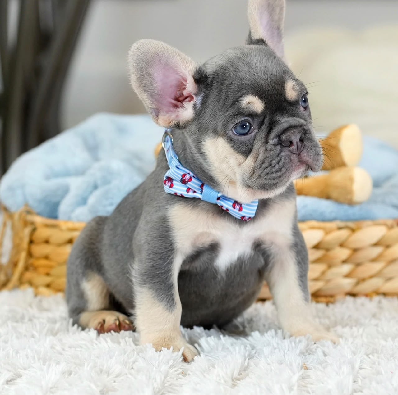 Jasper, Male French Bulldog puppy