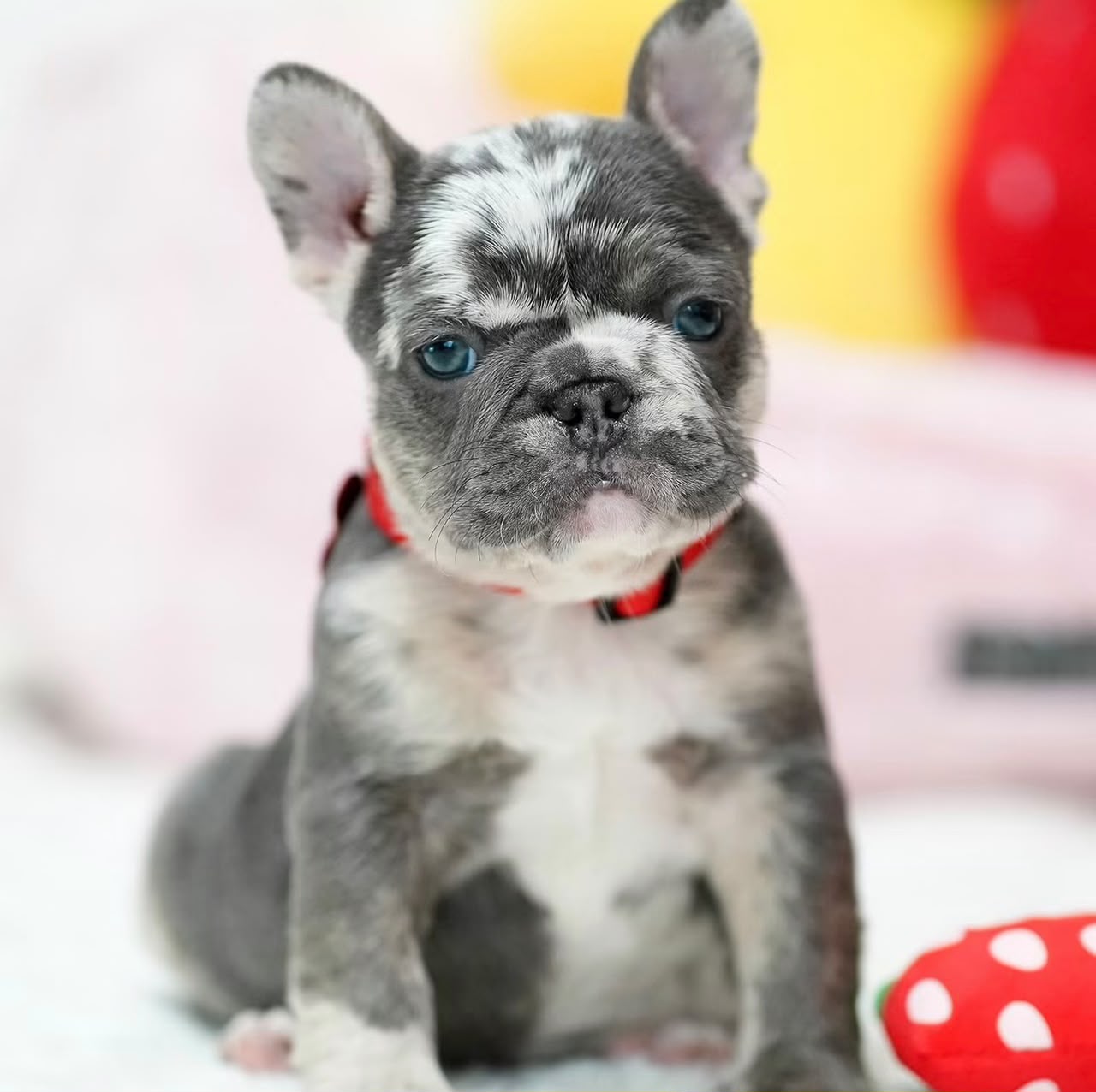 Leona, Female French Bulldog puppy