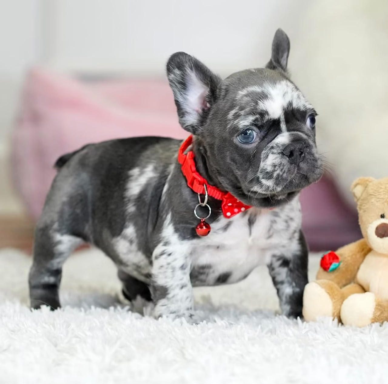 Rider, Male French Bulldog puppy