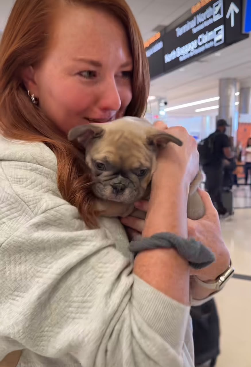 Amanda Johnson's French Bulldog