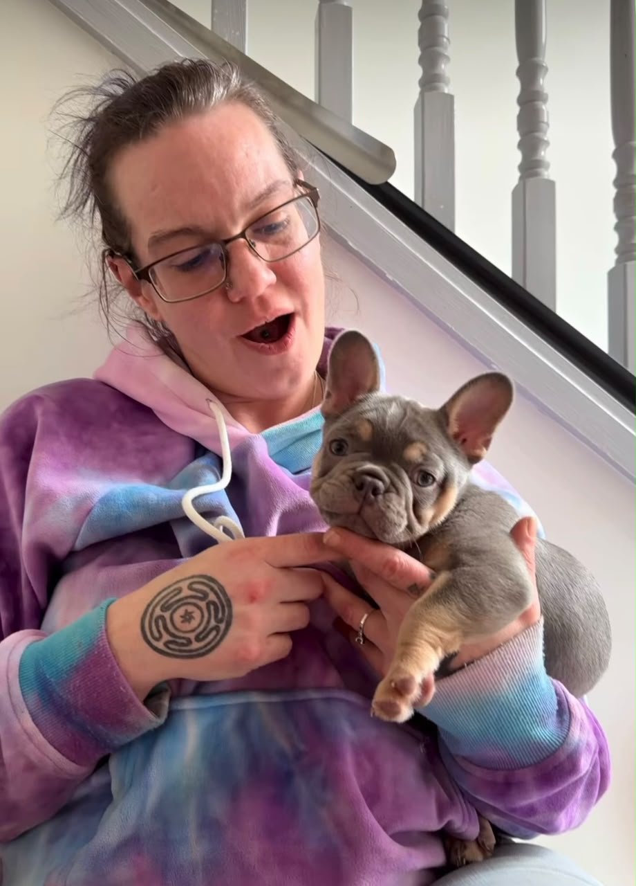 Hannah Taylor's French Bulldog