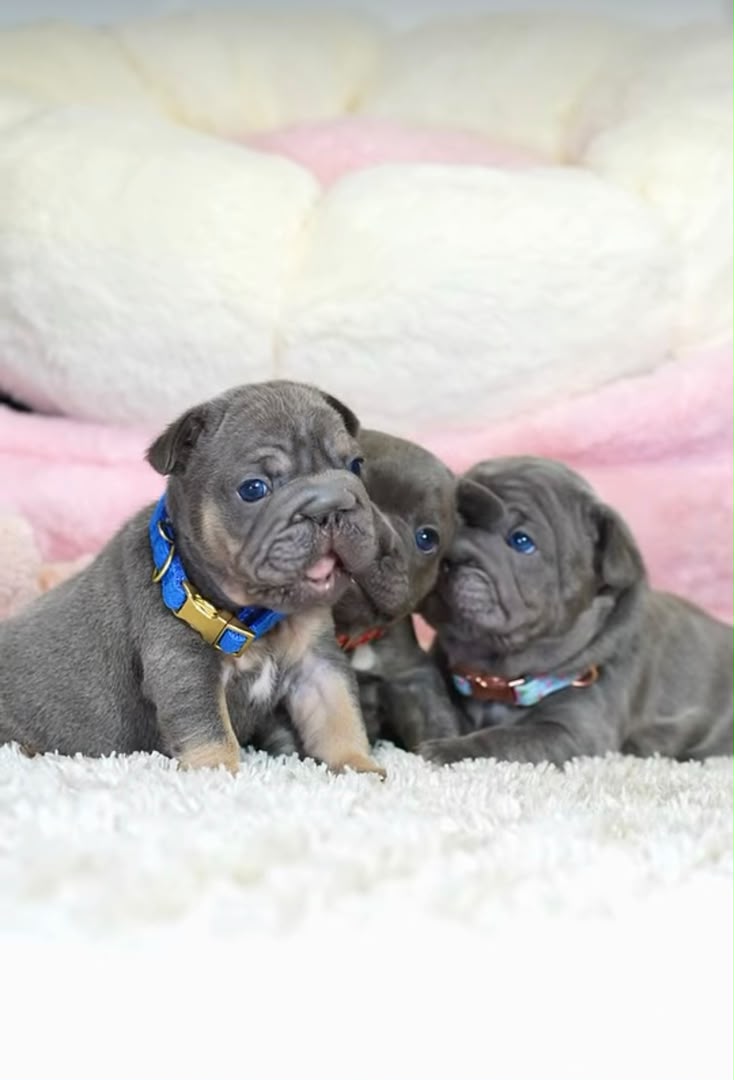Three French Bulldog puppies cuddling together
